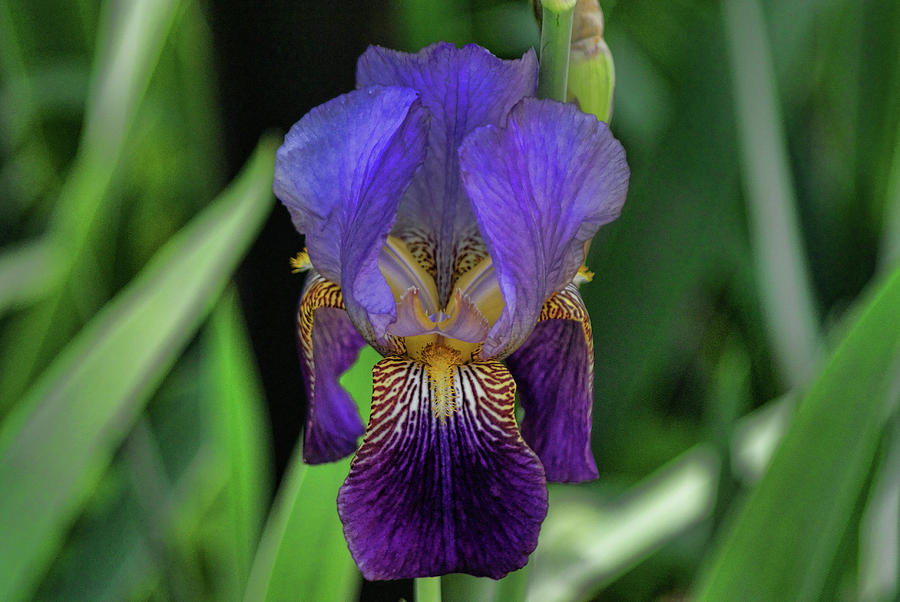 Iris Purple 2 by Rick Friedle Iris Purple 2 by Rick Friedle