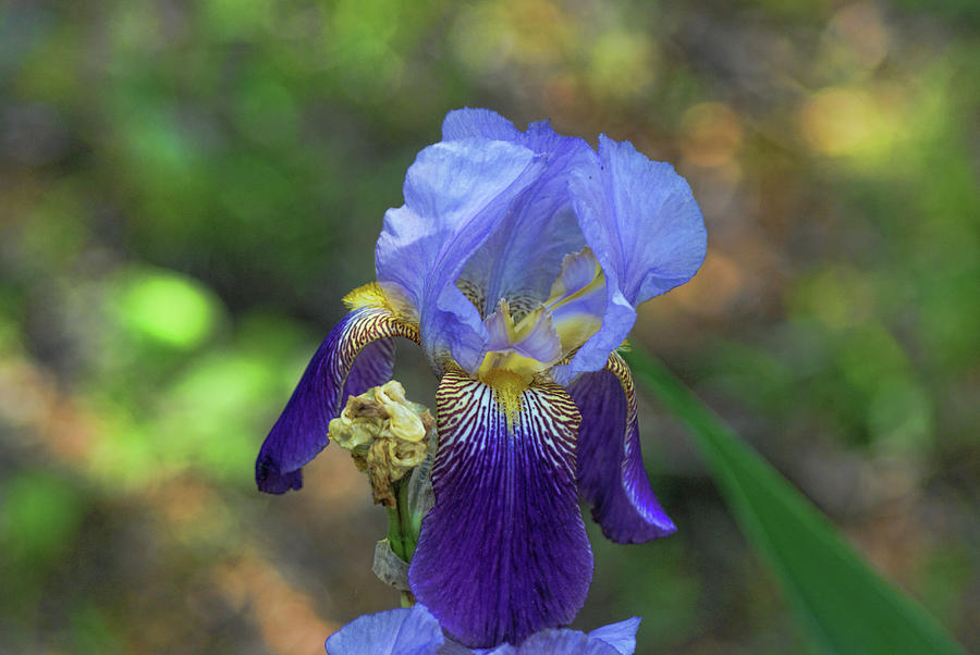 Iris Purple and Blue by Rick Friedle Iris Purple and Blue by Rick Friedle