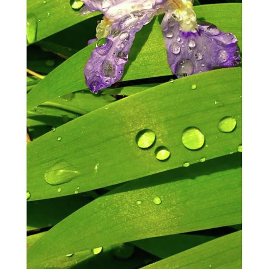 Iris Photograph - #iris #purple #gif_daily 
edit Via by Lisa Pearlman