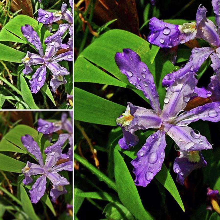 Iris Photograph - #iris #purpleiris #purpleflower by Lisa Pearlman