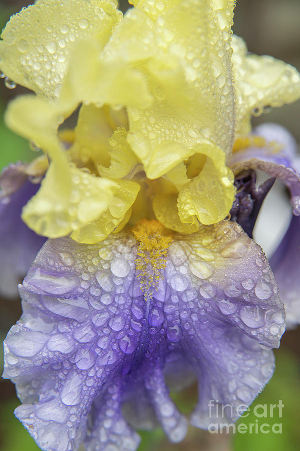 Iris Rain Drops Photograph by Alana Ranney