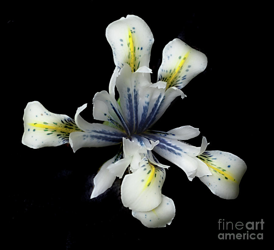 Iris Reticulata Eye Catcher Photograph by Ann Jacobson