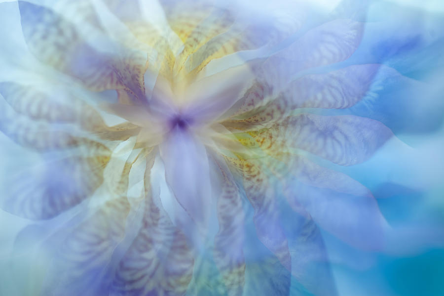 Iris Rhapsody. Blue Photograph by Jenny Rainbow