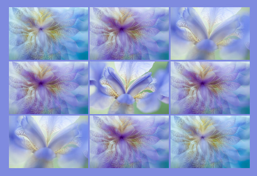 Iris Rhapsody in Blue. Polyptych Photograph by Jenny Rainbow