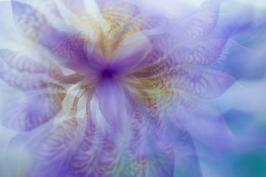 Iris Photograph - Iris Rhapsody. Purple by Jenny Rainbow
