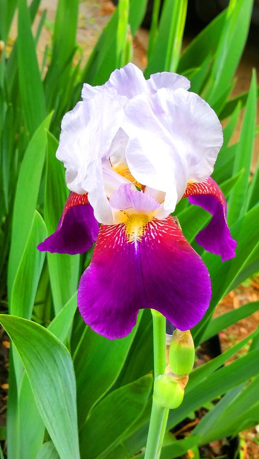 Iris Royale I Photograph by Trent Jackson