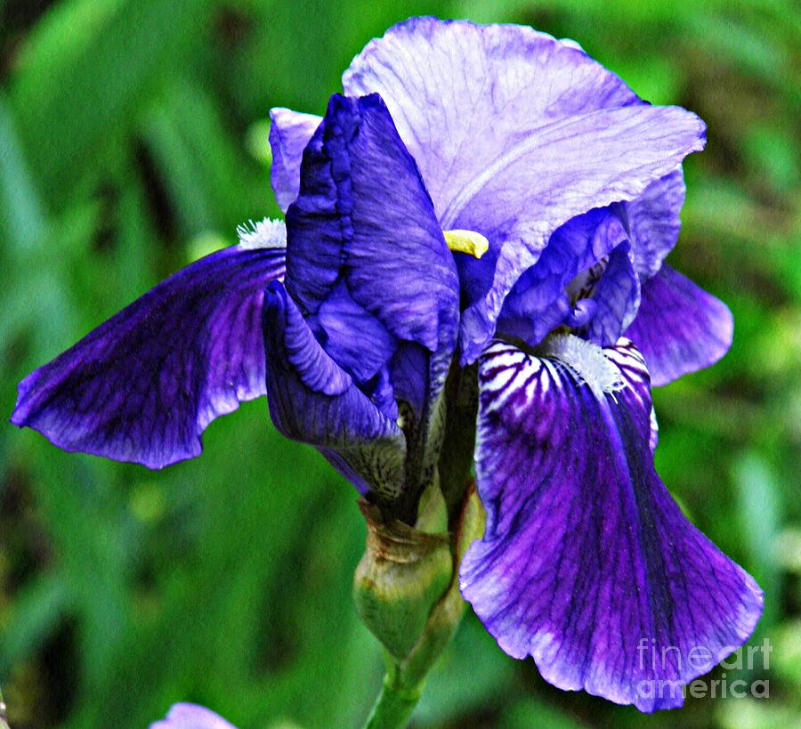 Flower Photograph - Iris by Sarah Loft