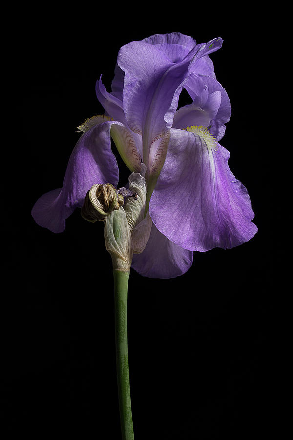 Iris Series 1 Photograph by Mike Eingle