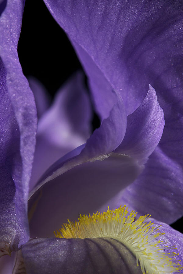 Iris Series 2 Photograph by Mike Eingle