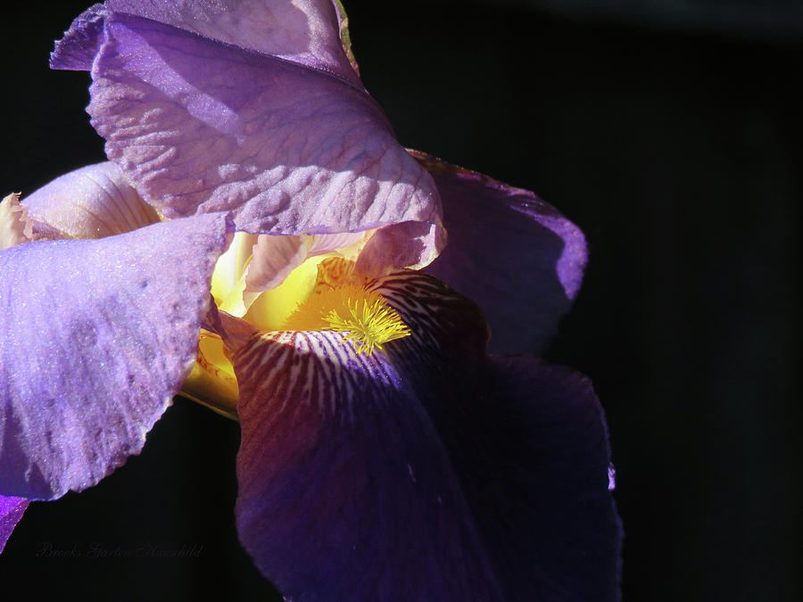 Shadows and Light Iris - Beauty in the Garden - Floral Art Photograph by Brooks Garten Hauschild