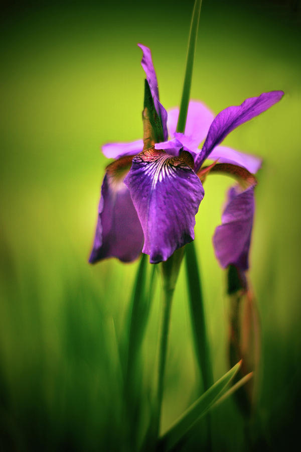 Iris Photograph - Iris Splendor by Jessica Jenney
