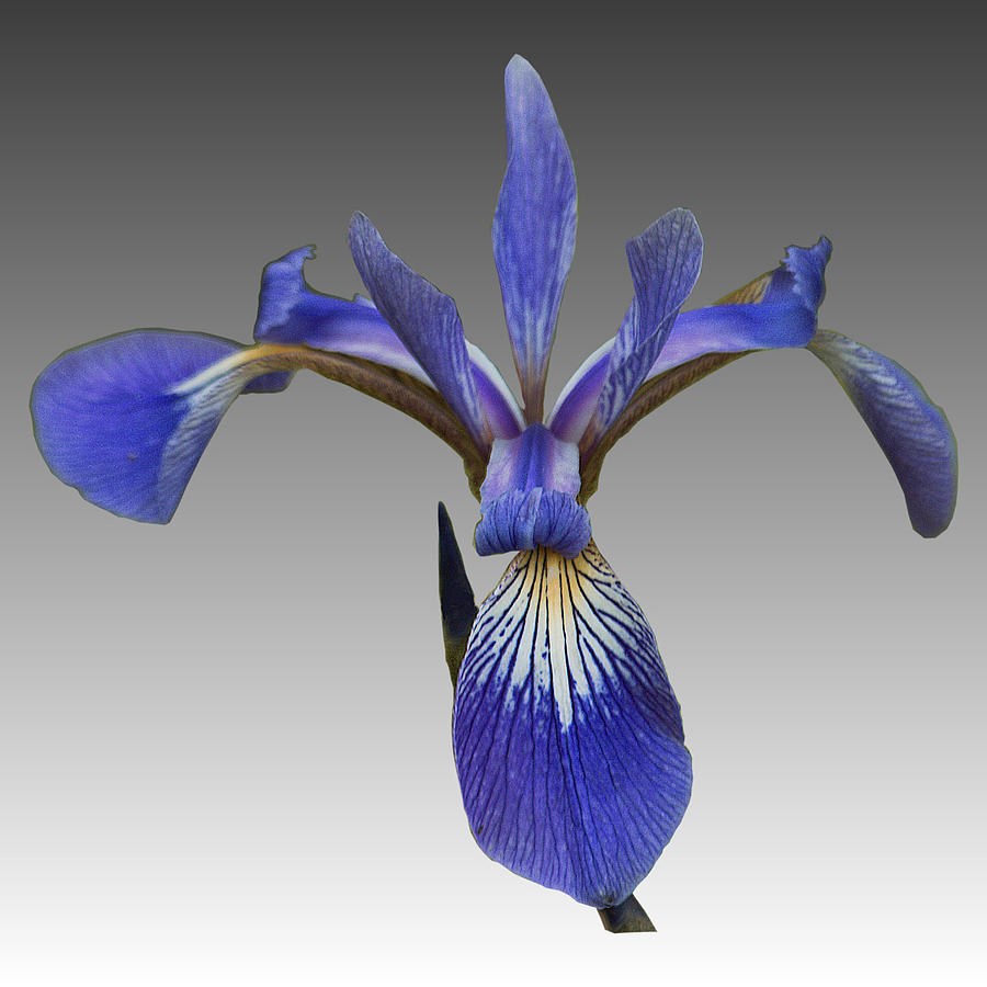 Iris Photograph by Steve Kenney - Fine Art America