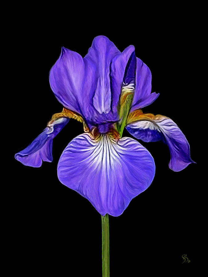 Iris Painting by Sue  Brehant
