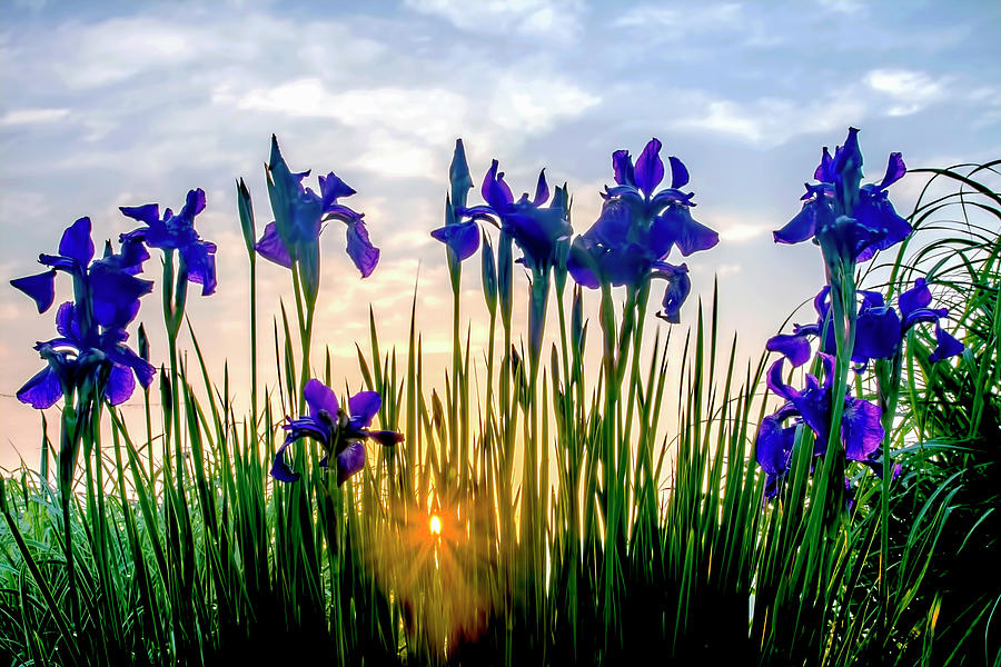 Iris Sunrise Photograph by Tony Beaver - Fine Art America