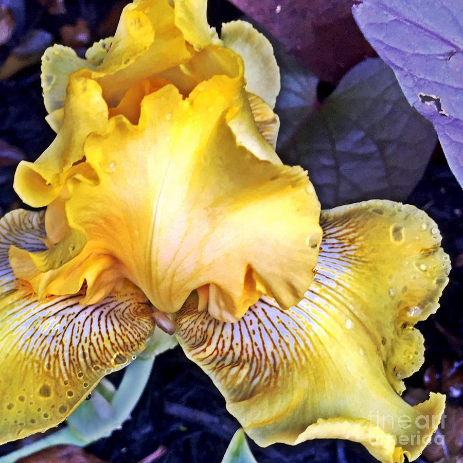 Iris Supreme Photograph
