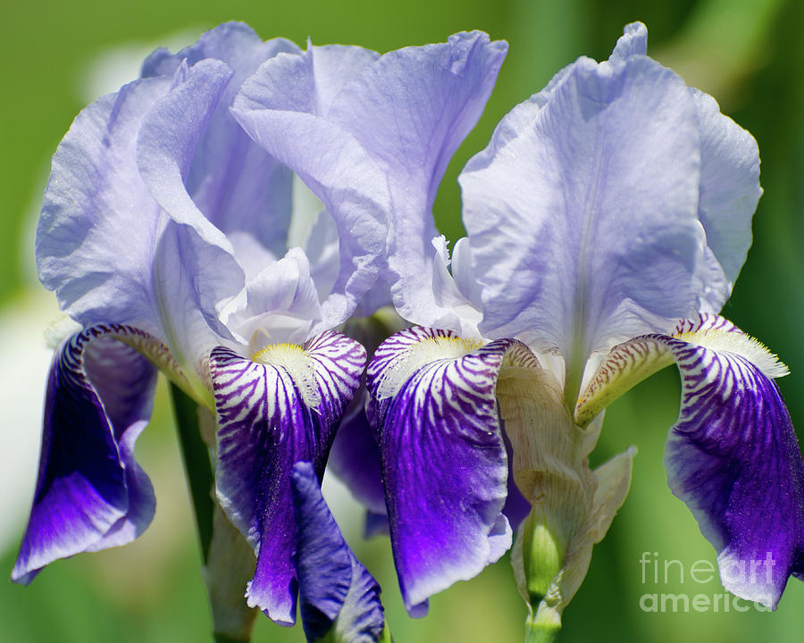 Iris Synchronized Photograph By Centre Art Gallery By Christine Montenegro