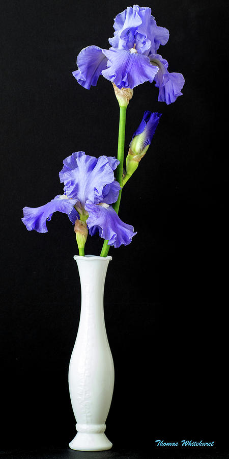 Iris Photograph by Thomas Whitehurst