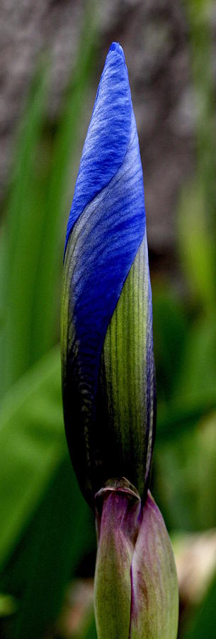Iris To Be Photograph by James Granberry