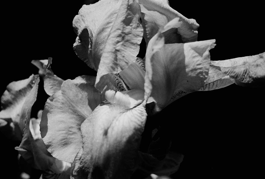 Iris Photograph - Iris by Toni Hopper