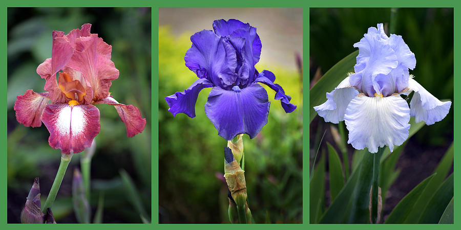 Iris Triptych. Photograph by Terence Davis