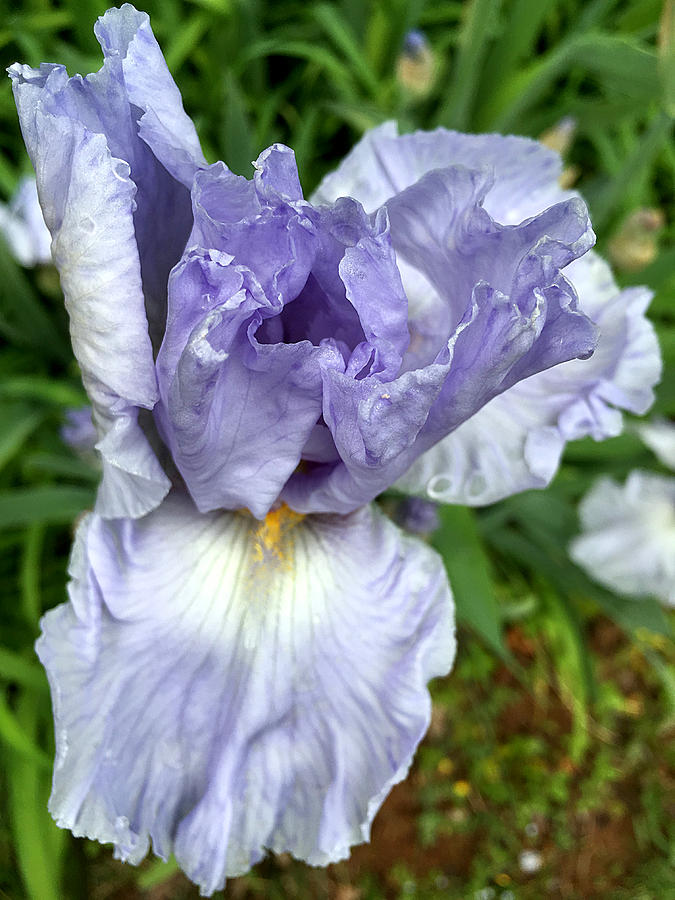 Iris Up Close by Robert G Kernodle Iris Up Close by Robert G Kernodle