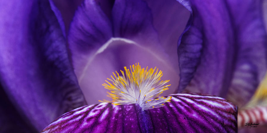 Iris upclose Photograph by Don Anderson