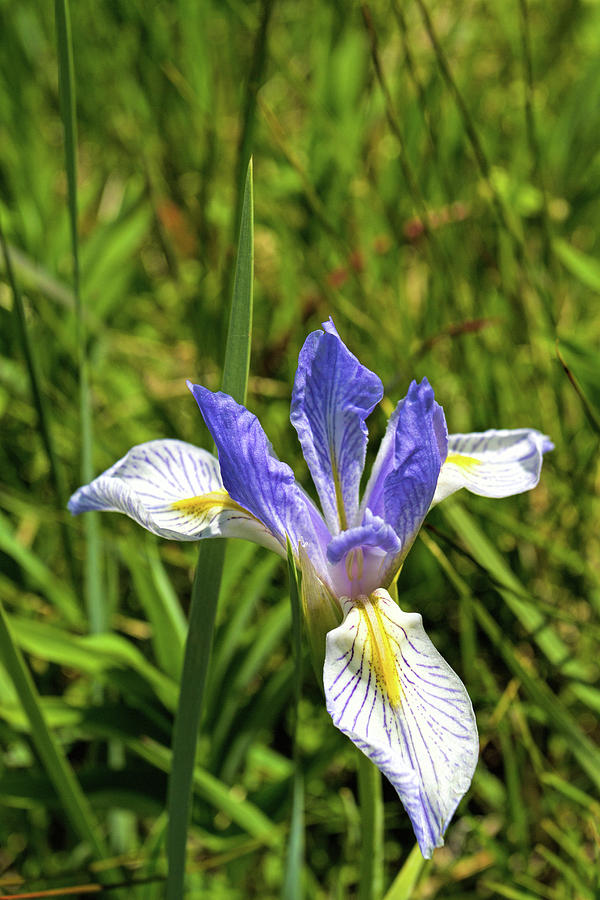 Iris Variation Photograph by Alana Thrower