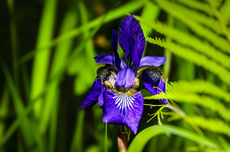 Iris Versicolor Photograph by Mark Myhaver