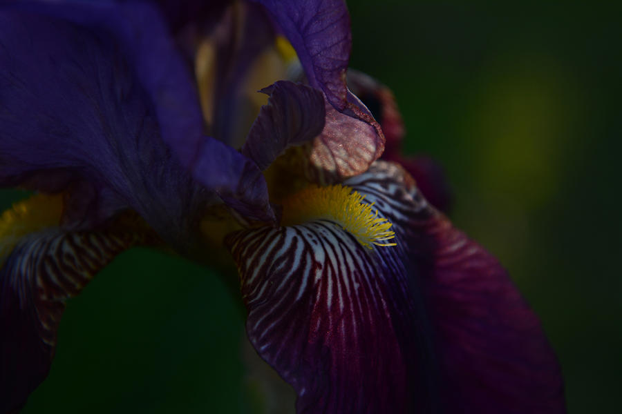 Violet Iris Photograph by Whispering Peaks Photography
