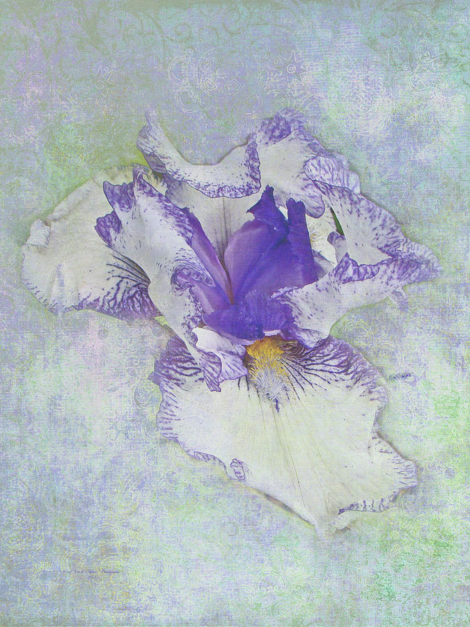 Iris - White with Purple Accents Photograph by Carol Senske