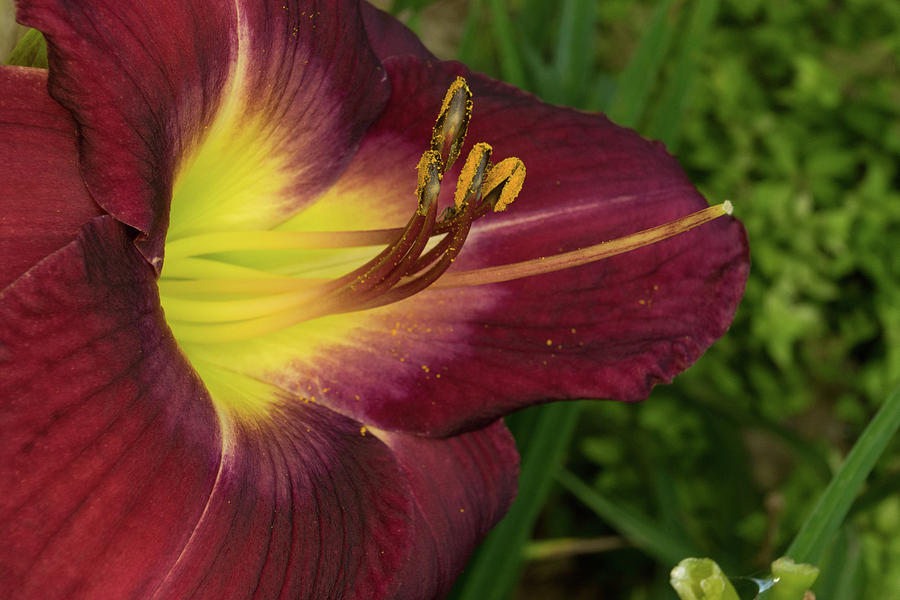 Lily with Anthers Full of Pollen Photograph by Douglas Barnett