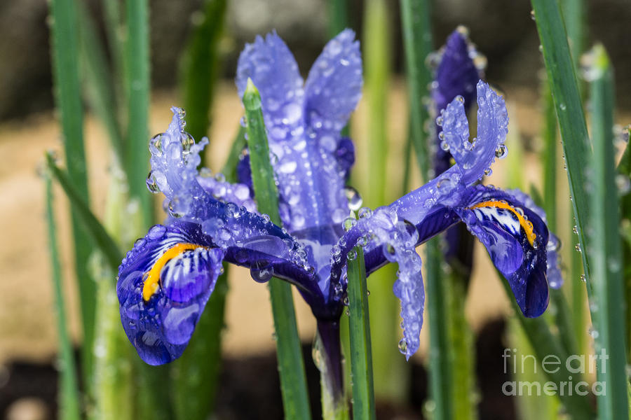 Iris With Raindrops 1 Photograph by Steve Purnell