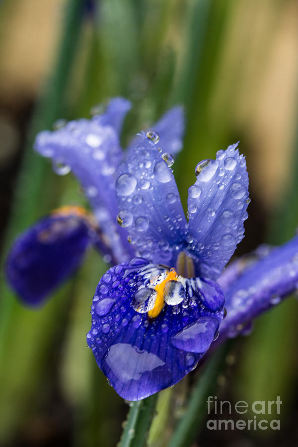 Iris With Raindrops 2 Photograph by Steve Purnell