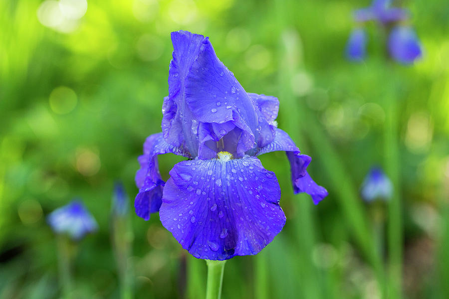 Iris with raindrops and bokeh Photograph by Lynn Hopwood