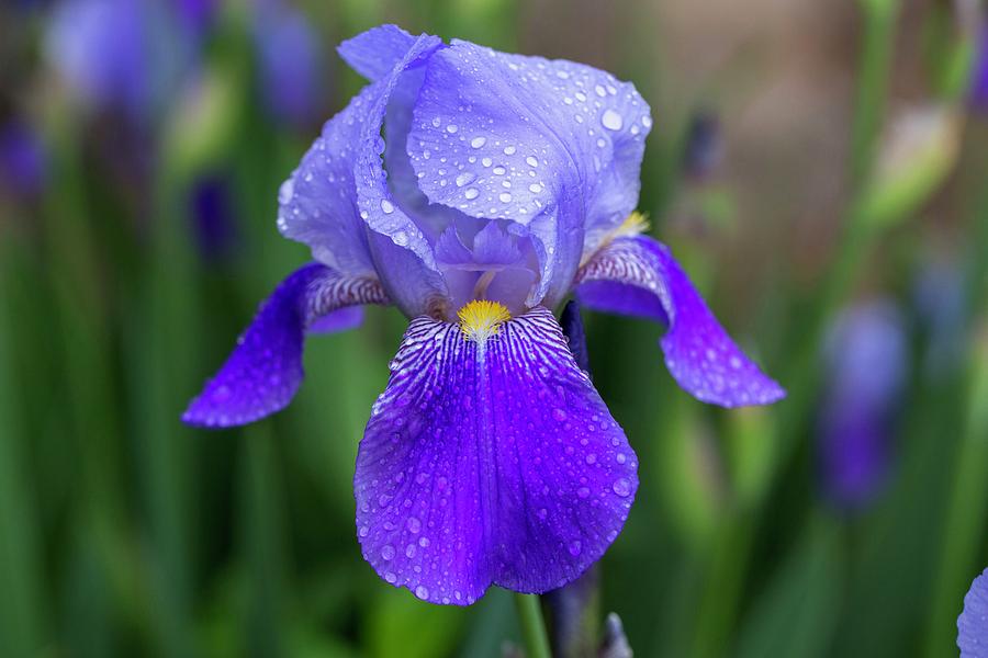 Iris Photograph - Iris with raindrops by Lynn Hopwood