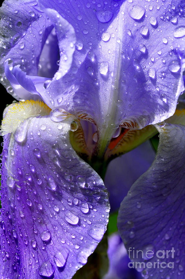 Iris with Raindrops Photograph by Thomas R Fletcher