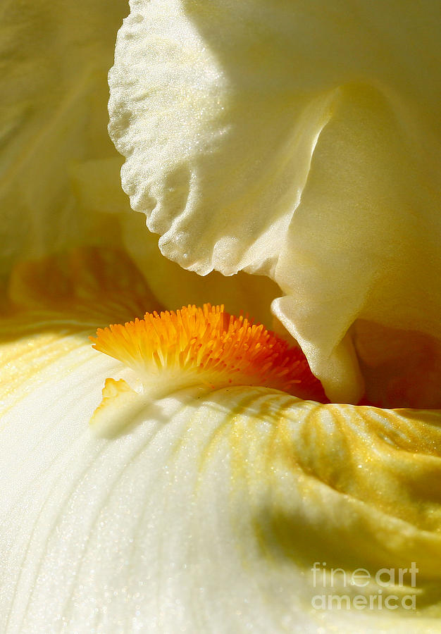 Iris with touch of Orange Photograph by Steve Augustin