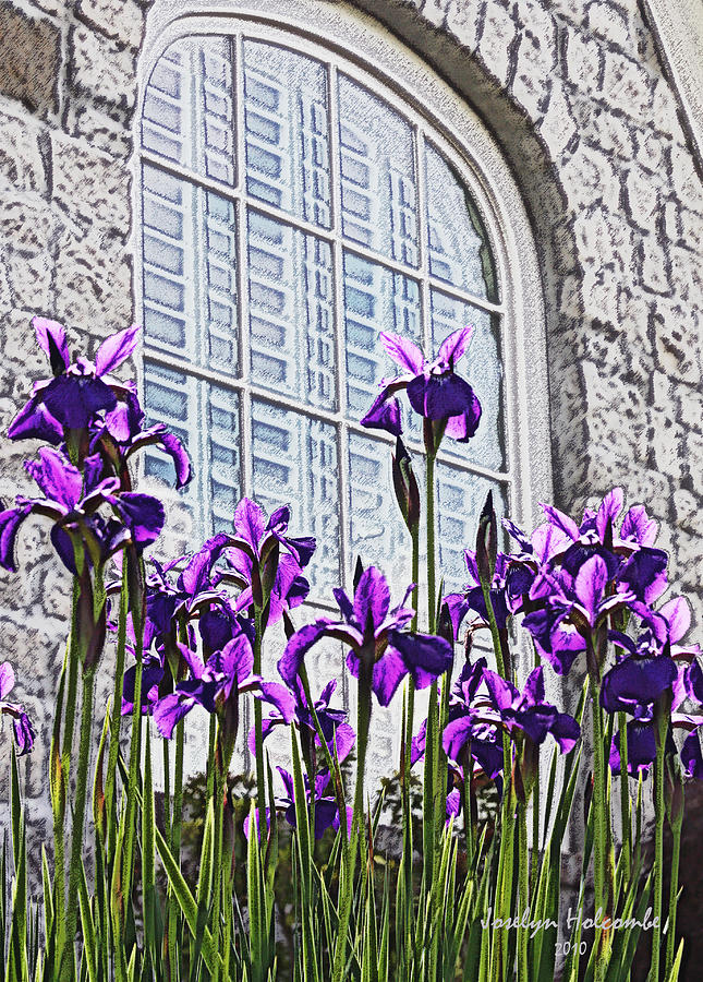 Iris with Window by Joselyn Holcombe Iris with Window by Joselyn Holcombe