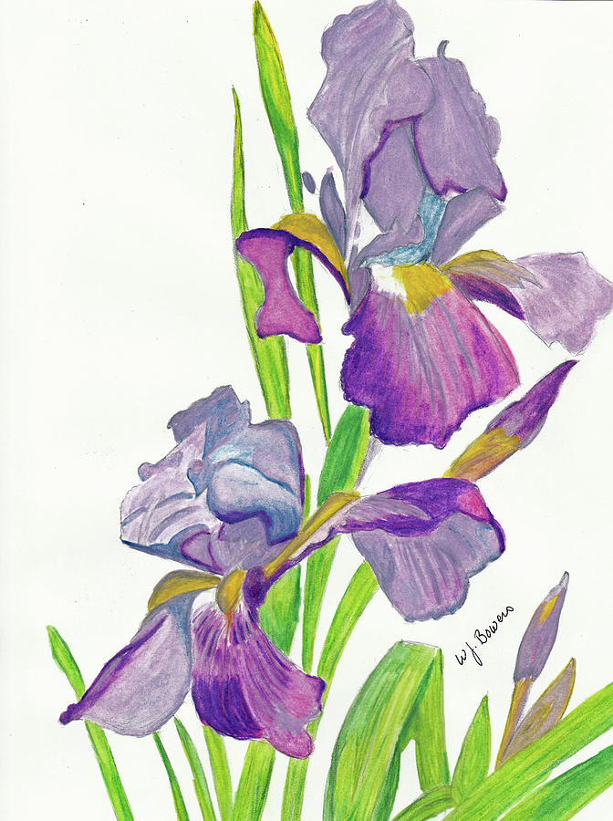 Iris Painting by William Bowers