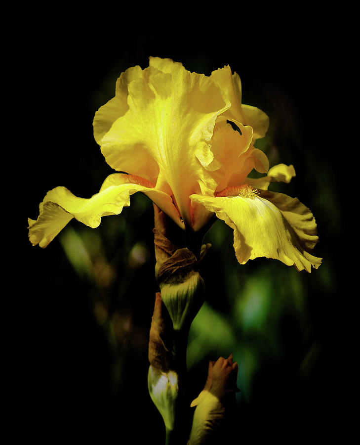 Iris Yellow Photograph by Athena Mckinzie