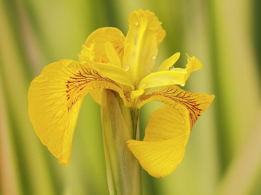 Iris Photograph - Iris Yellow by Inge Riis McDonald
