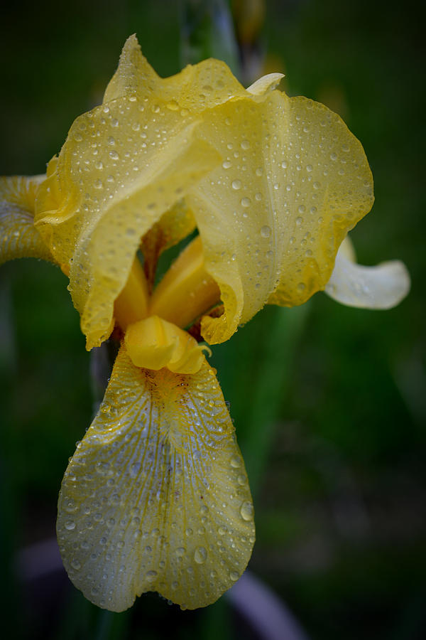 Iris Yellow Photograph