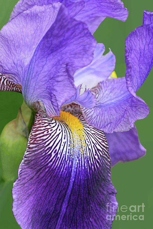 Iris Photograph - Iris Zebulon by Regina Geoghan