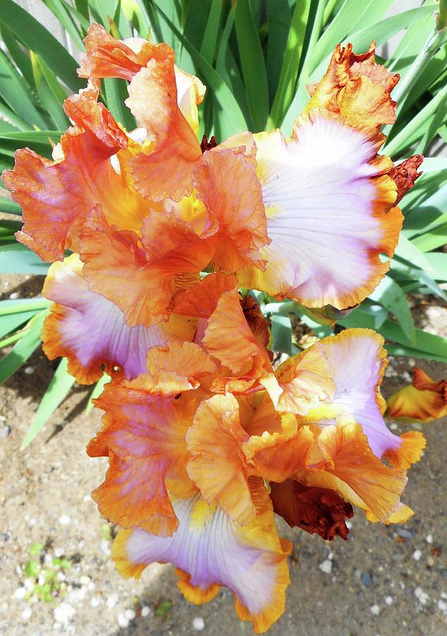 Irises 10 Photograph by Ron Kandt