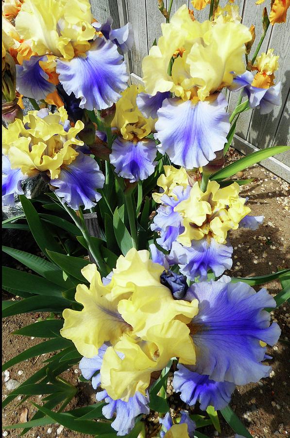 Irises 11 Photograph by Ron Kandt