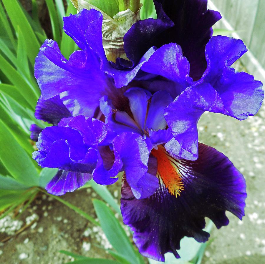 Irises 12 Photograph by Ron Kandt
