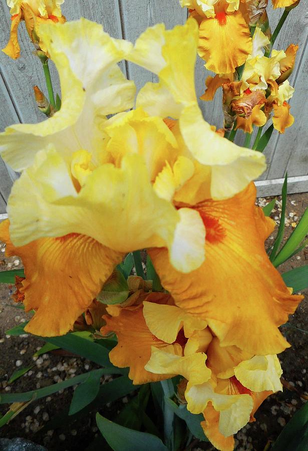 Irises 13 Photograph by Ron Kandt