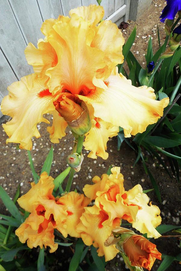 Irises 15 Photograph by Ron Kandt