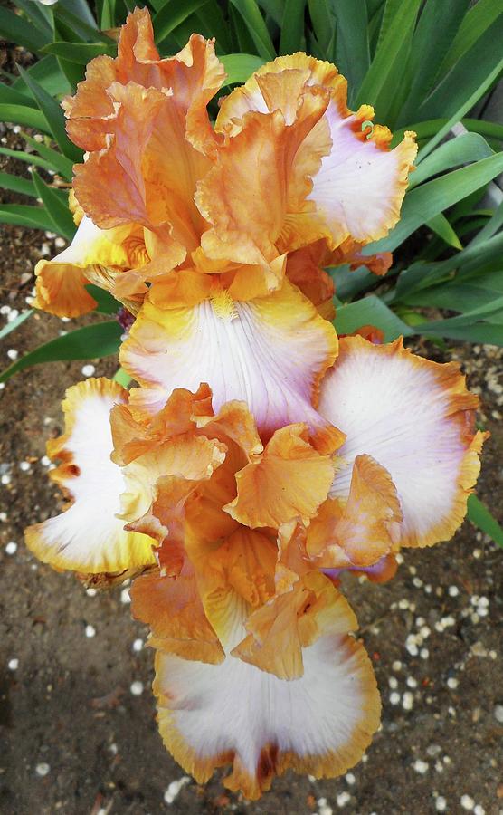 Irises 16 Photograph by Ron Kandt