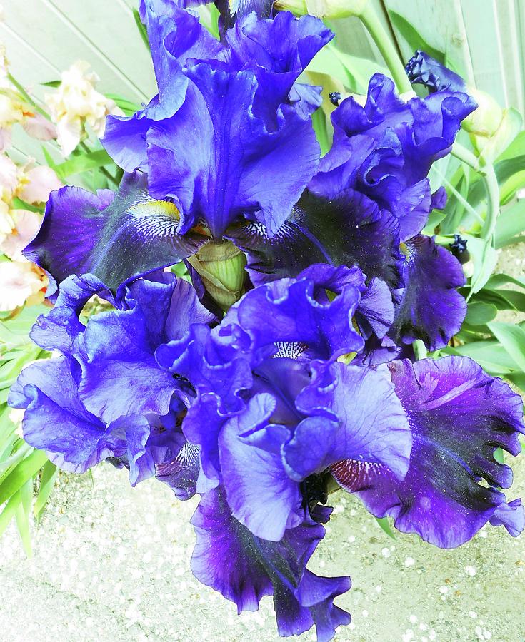 Irises 18 Photograph by Ron Kandt